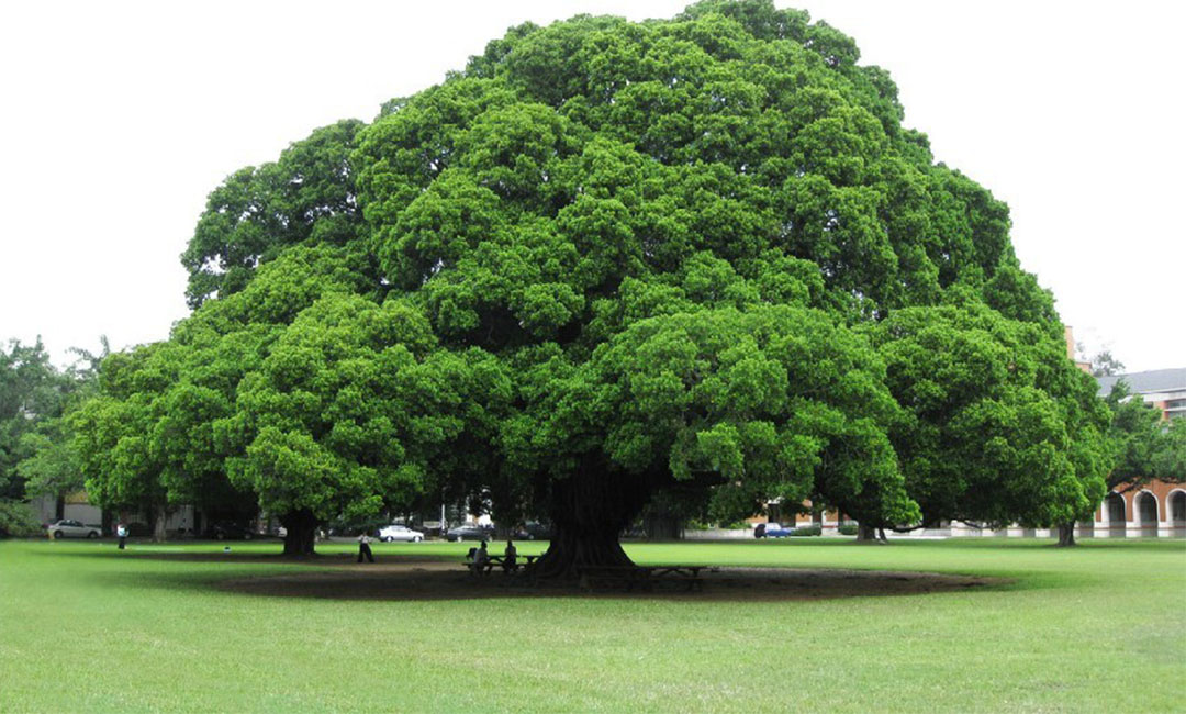 仙桃金榕树服务号代运营案例